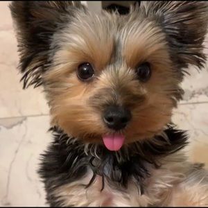 Meet your Posher, Carmela